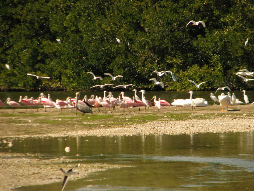 A flock of wading birds gather on a sand bar in Ding Darling National Wildlife Refuge on Sanibel Island, FL.