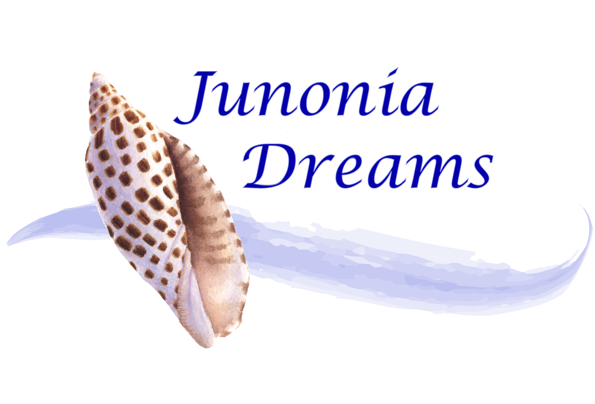 The junonia shell is one of the most sought-after shells on Sanibel Island